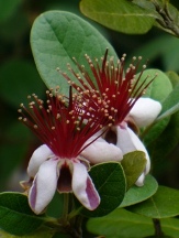 Deer Resistant copyright � almostedenplants.com